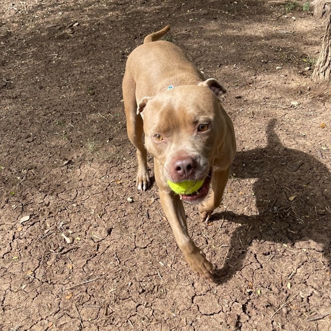 Enlarge Mindy, a Adoptable American Staffordshire Terrier in Anna, TX image 1/10