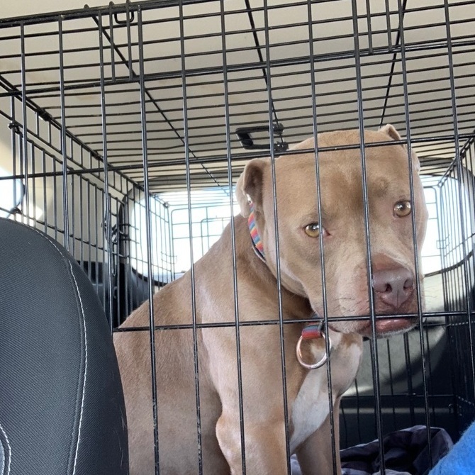 Enlarge Mindy, a Adoptable American Staffordshire Terrier in Anna, TX image 2/10