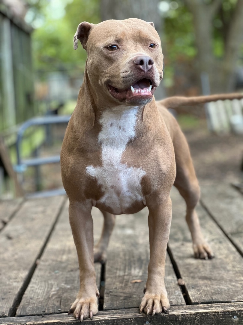 Enlarge Mindy, a Adoptable American Staffordshire Terrier in Anna, TX image 3/10