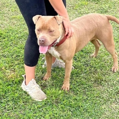 Enlarge Mindy, a Adoptable American Staffordshire Terrier in Anna, TX image 5/10