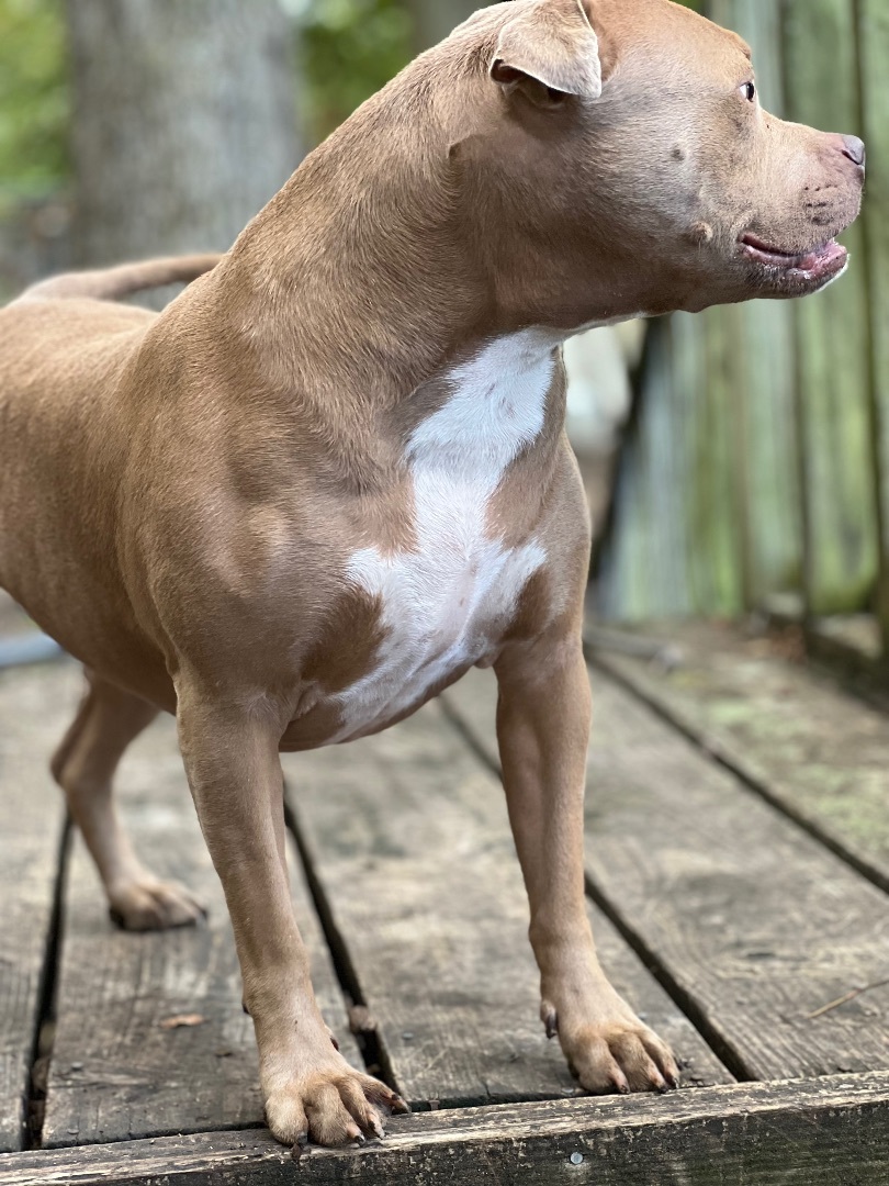 Enlarge Mindy, a Adoptable American Staffordshire Terrier in Anna, TX image 6/10