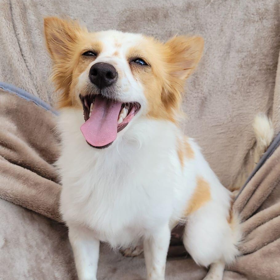 Enlarge Elle, a Adoptable mixed breed in Sherwood, OR image 3/3