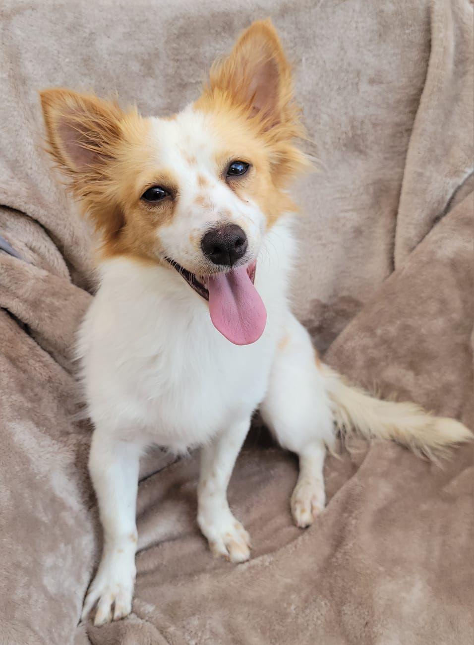 Elle, Adoptable, Young Female Papillon & Chihuahua.