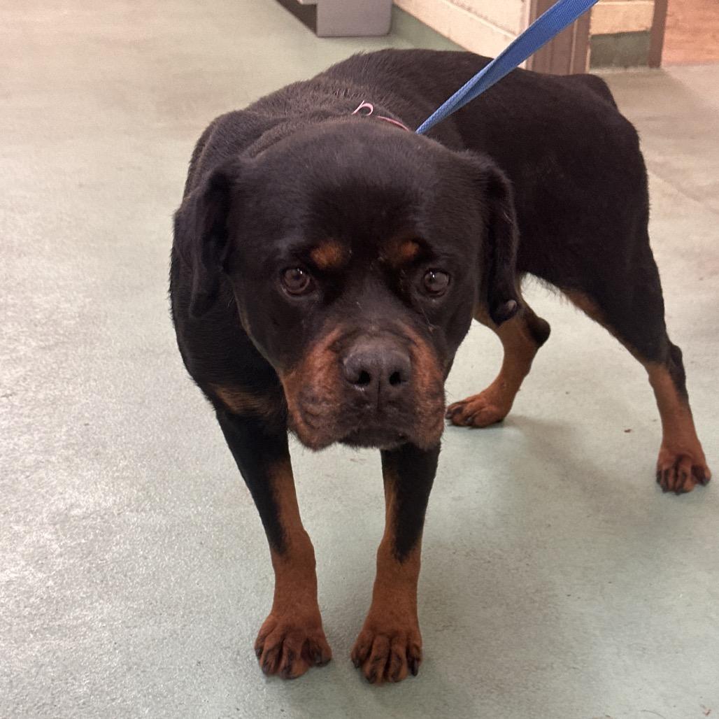 Enlarge Chloe, a Adoptable mixed breed in Clarksville, TN image 1/5