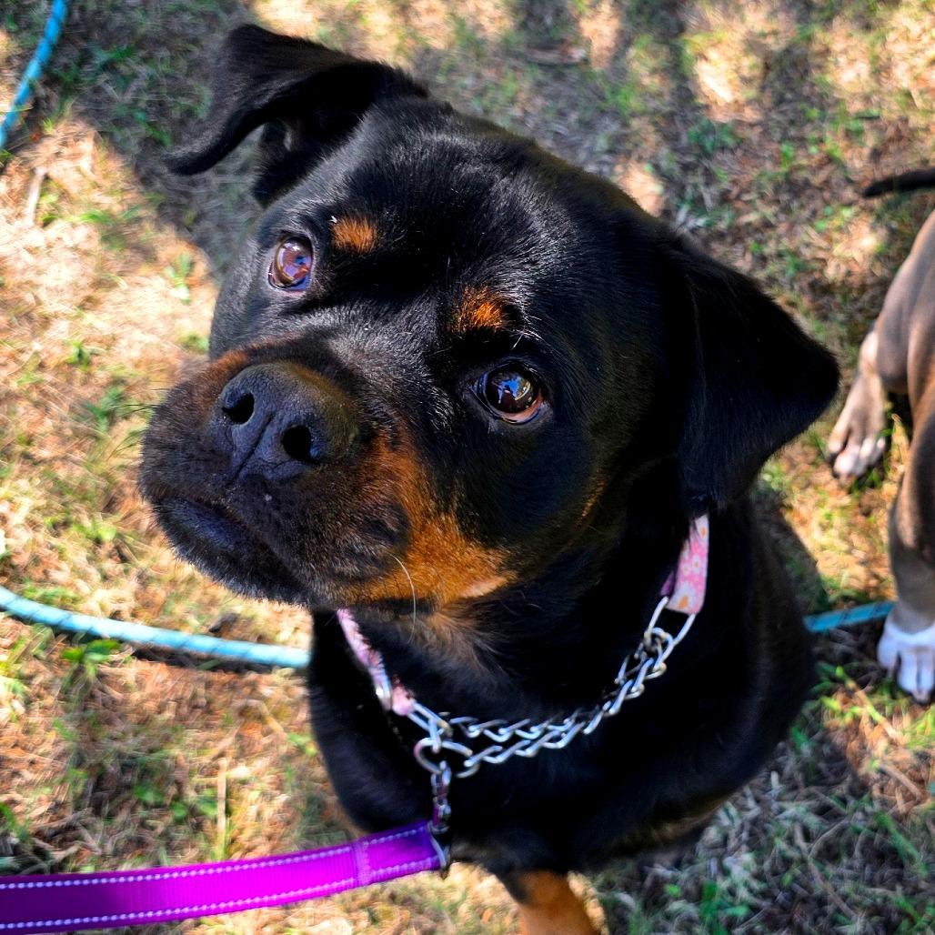 Enlarge Chloe, a Adoptable mixed breed in Clarksville, TN image 3/5