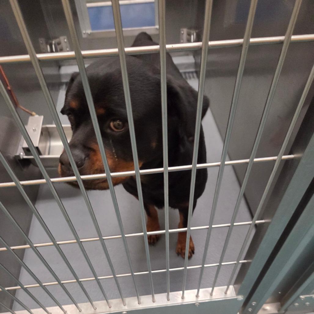 Enlarge Chloe, a Adoptable mixed breed in Clarksville, TN image 5/5