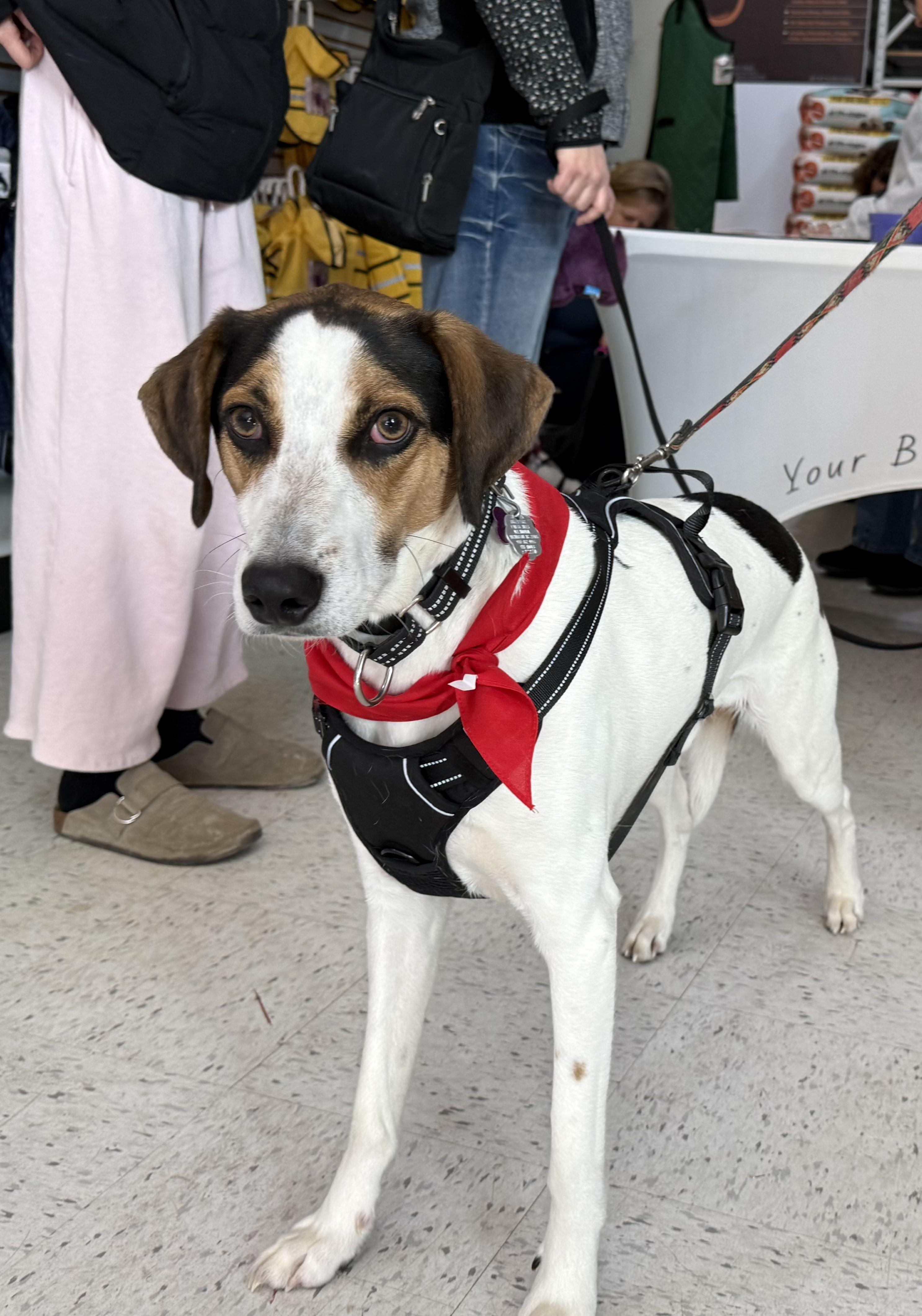 Kobe in Maine, a Adoptable mixed breed in Limerick, ME image 6/6