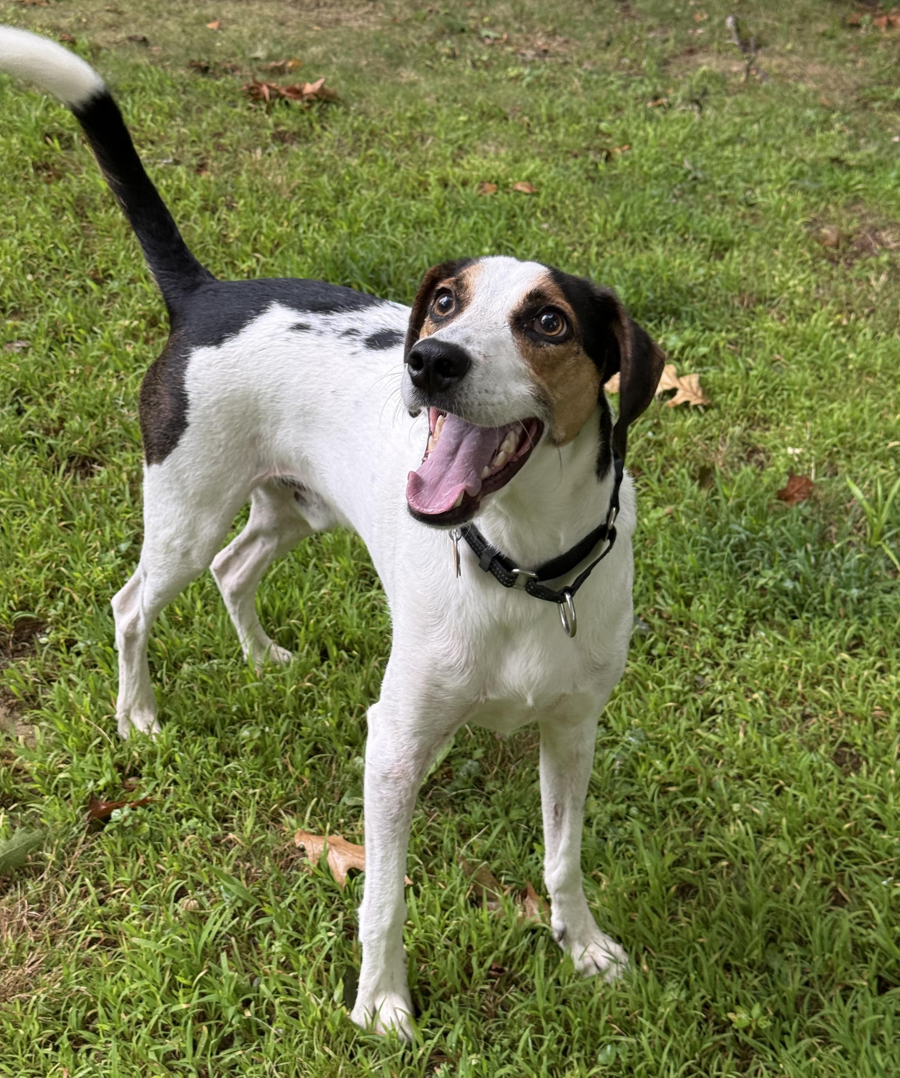 Enlarge Kobe in Maine RC, a Adoptable mixed breed in Limerick, ME image 1/3