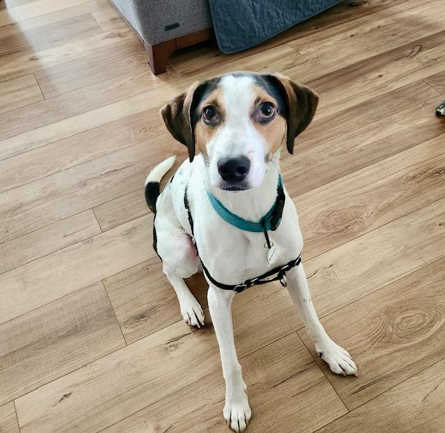 Kobe In Maine, a Adoptable mixed breed in South Portland, ME image 1/6