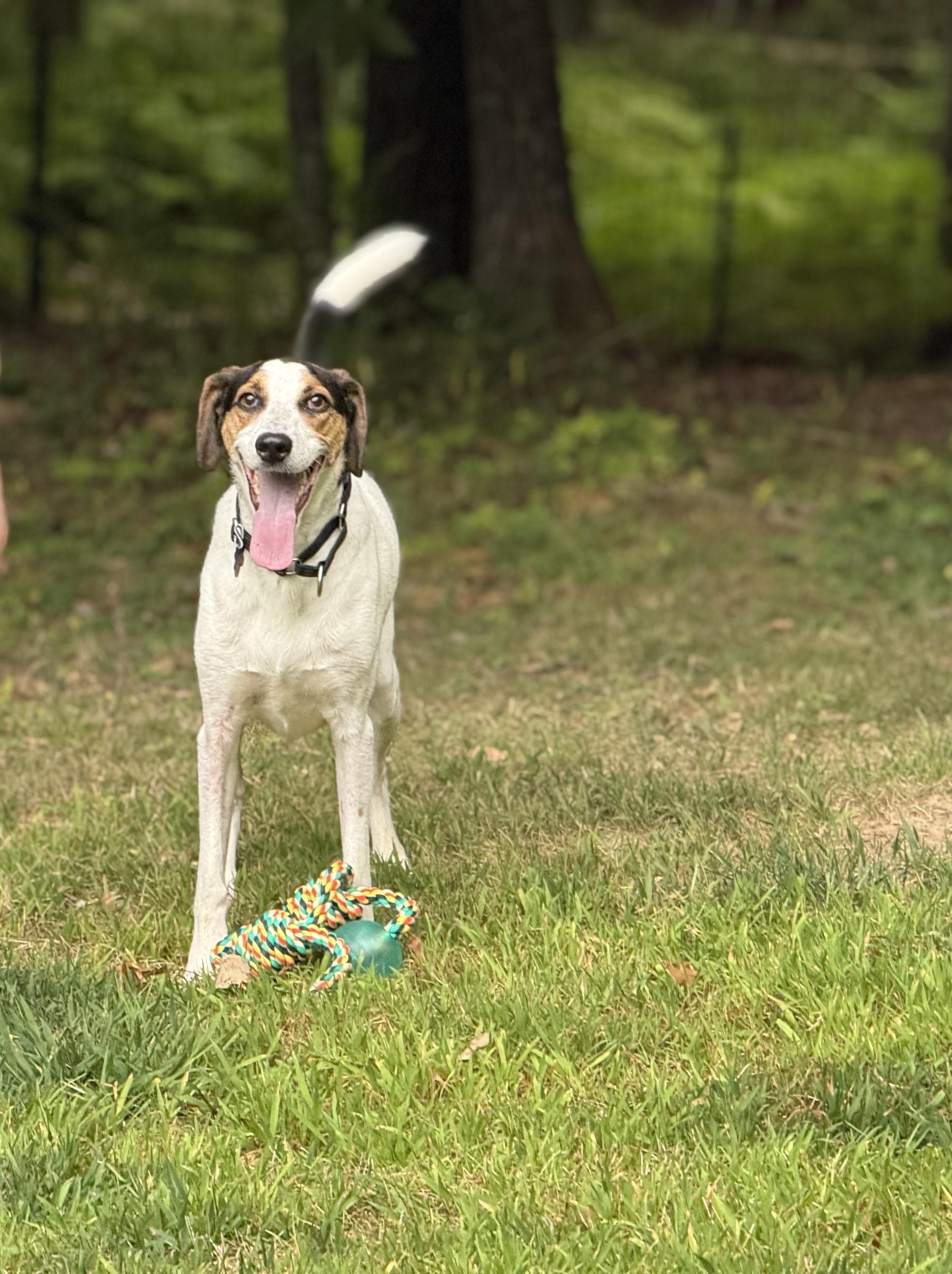 Enlarge Kobe in Maine RC, a Adoptable mixed breed in Limerick, ME image 2/3