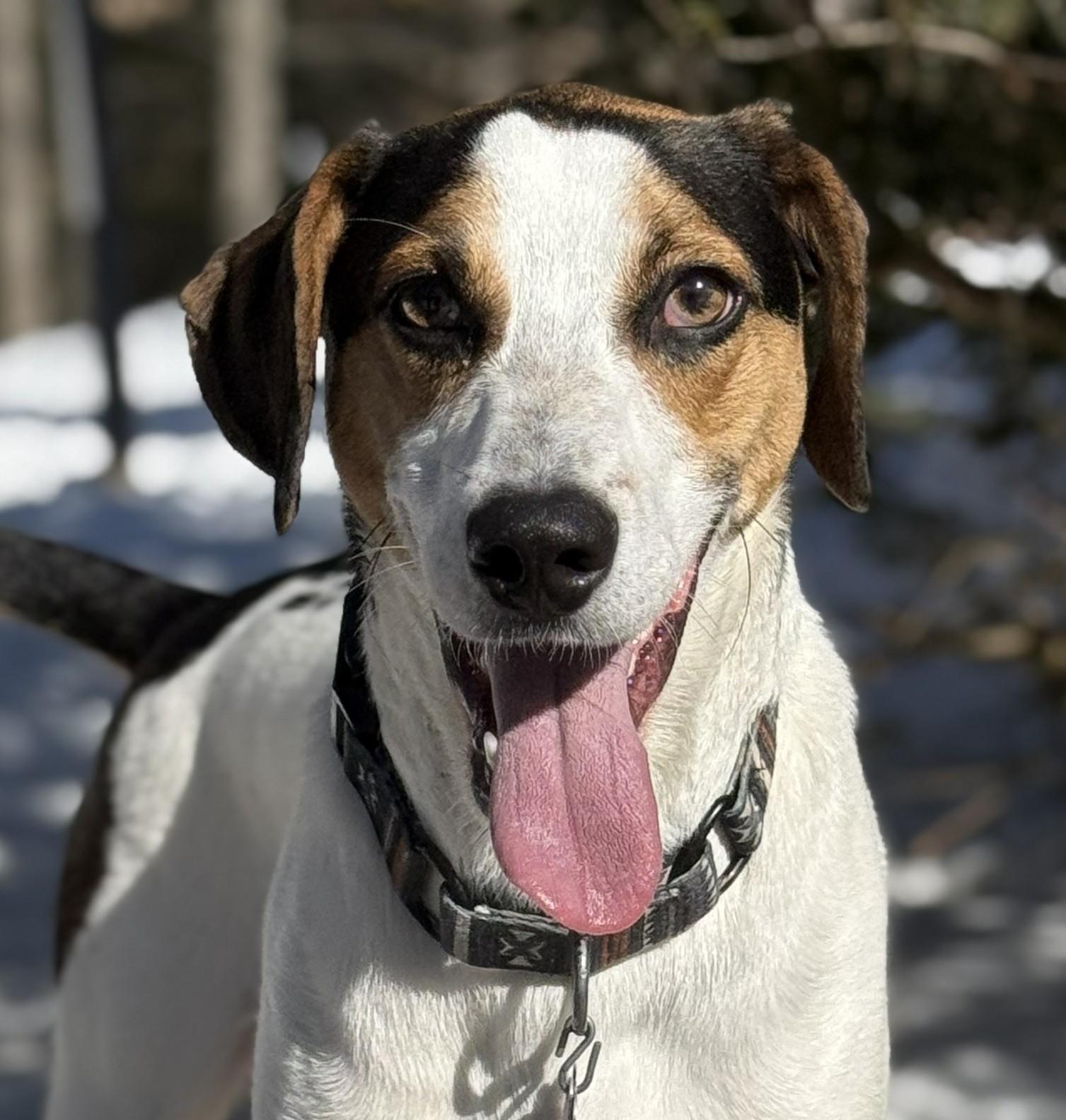 Kobe In Maine, Adoptable, Young Male Hound.