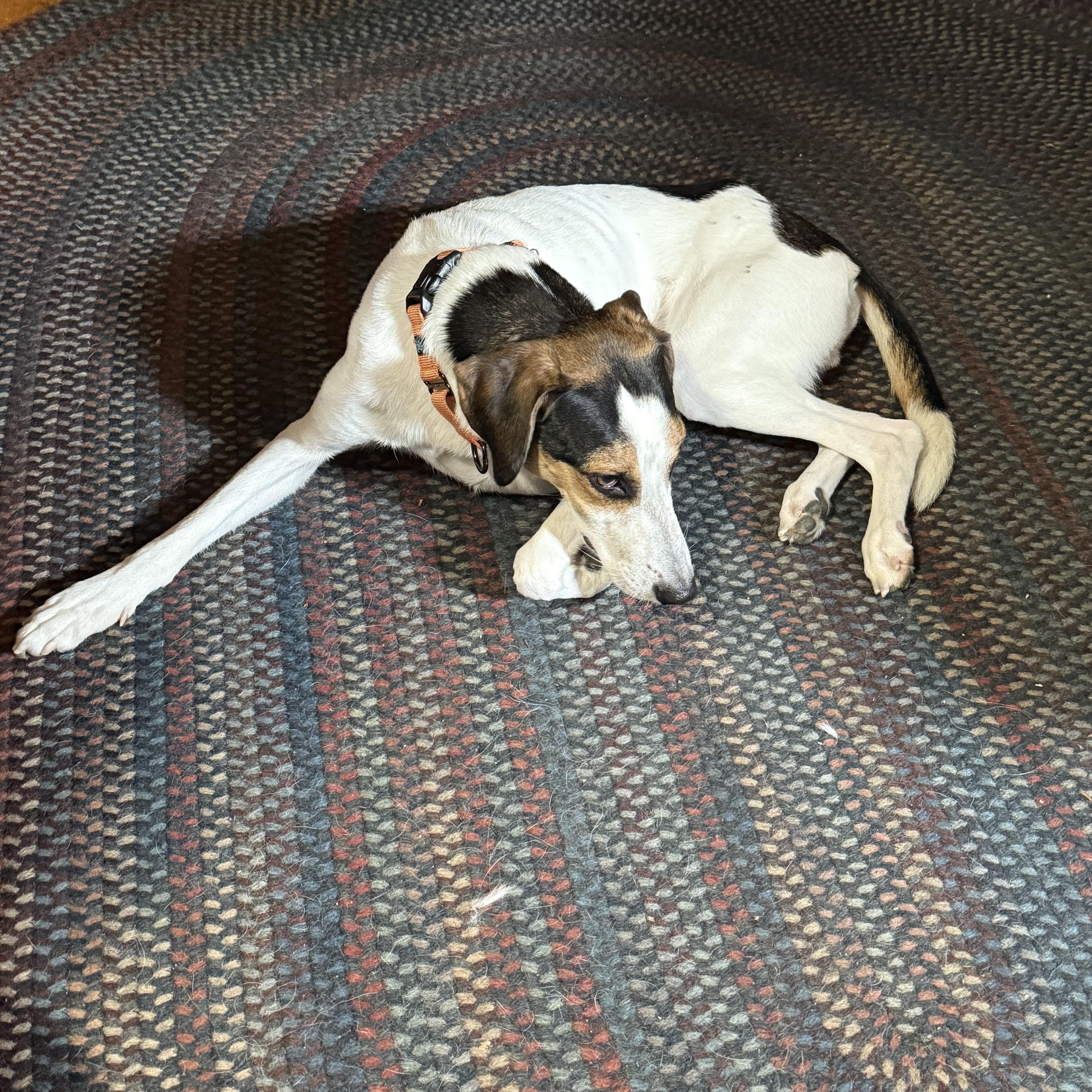 Kobe In Maine photo 2