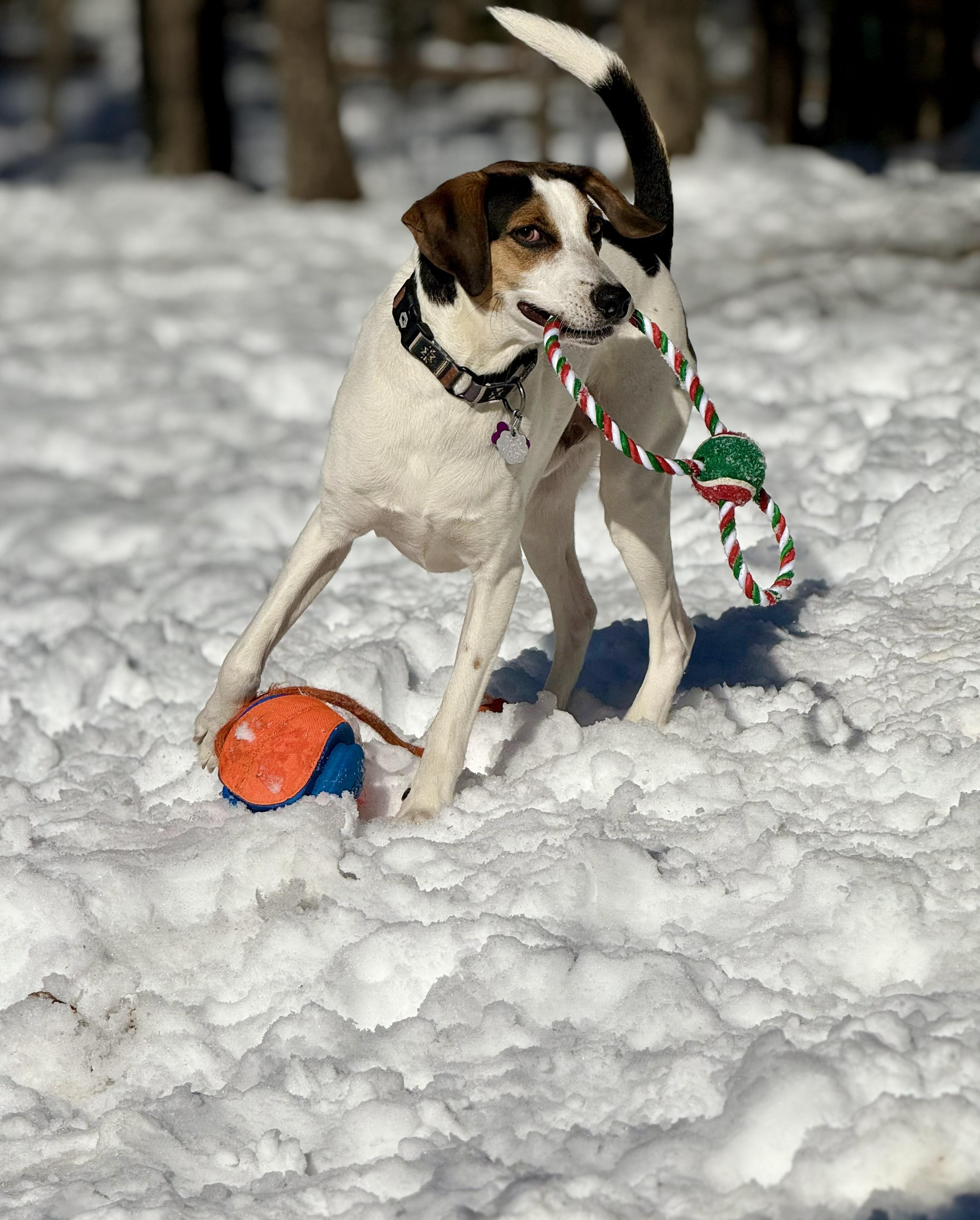 Kobe in Maine, a Adoptable mixed breed in Limerick, ME image 5/6