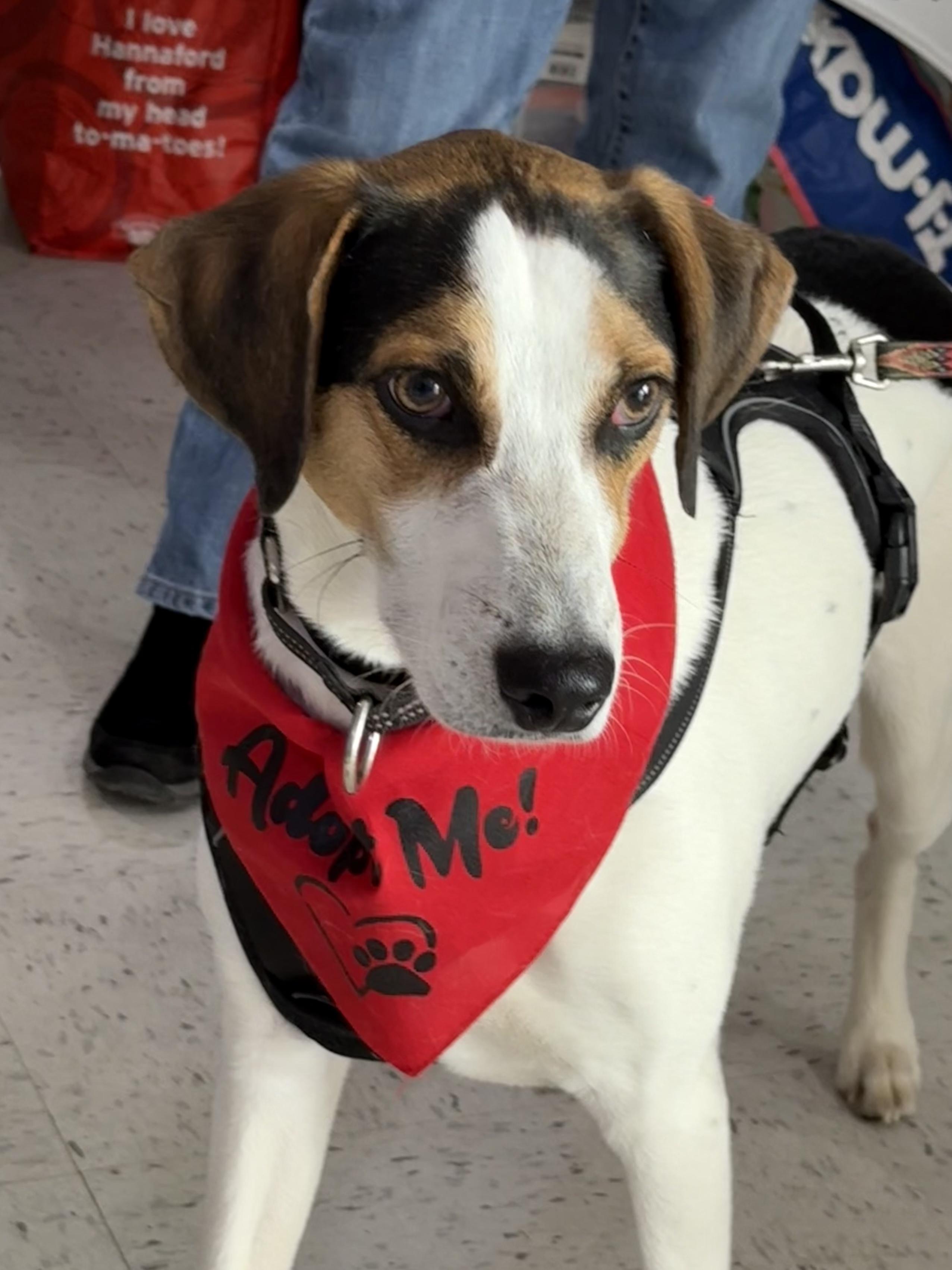 Kobe in Maine, Adoptable, Young Male Hound.