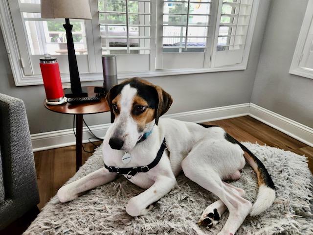 Kobe In Maine, Young Male unknown
