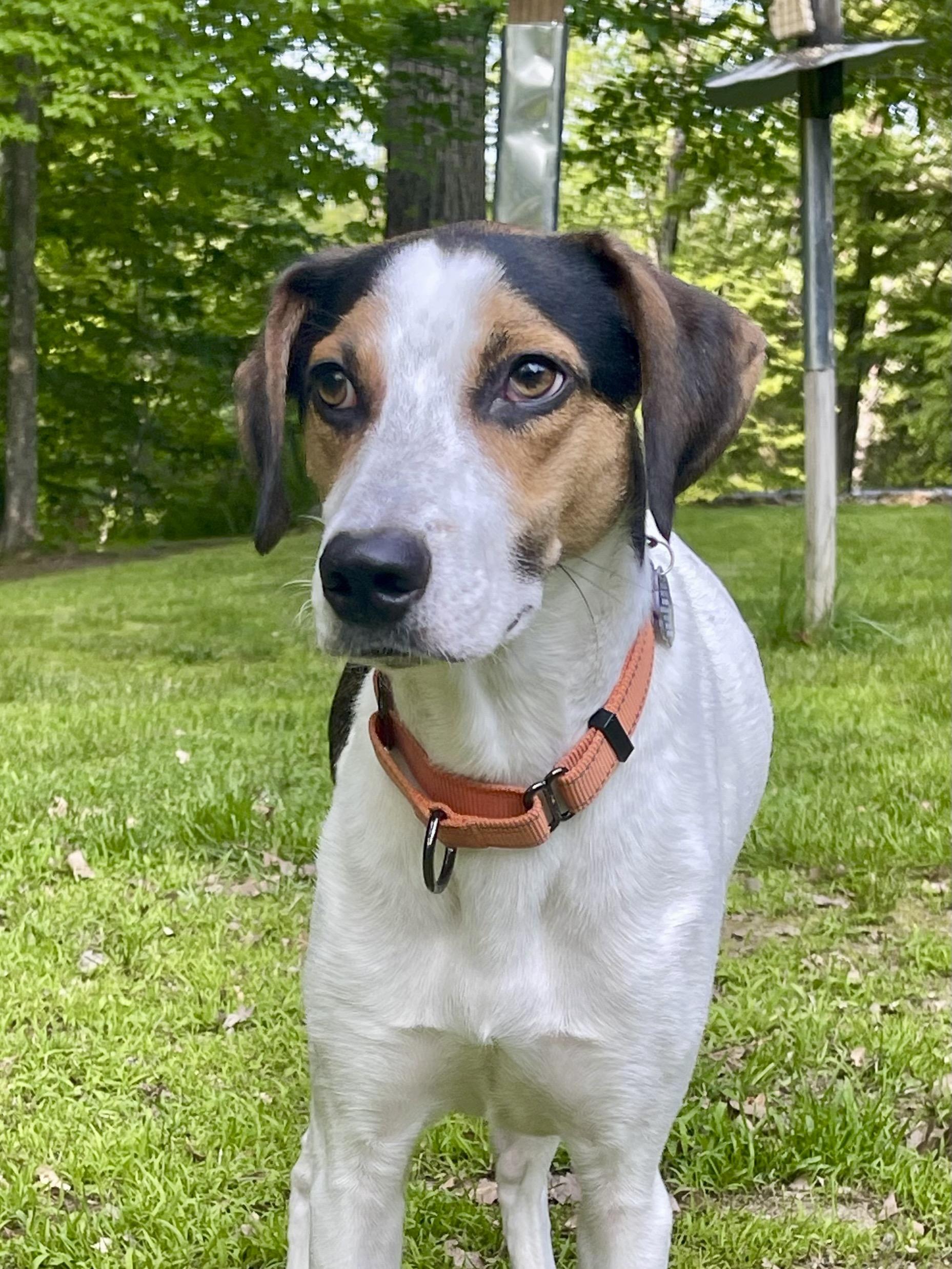 Kobe In Maine, a Adoptable mixed breed in South Portland, ME image 3/6