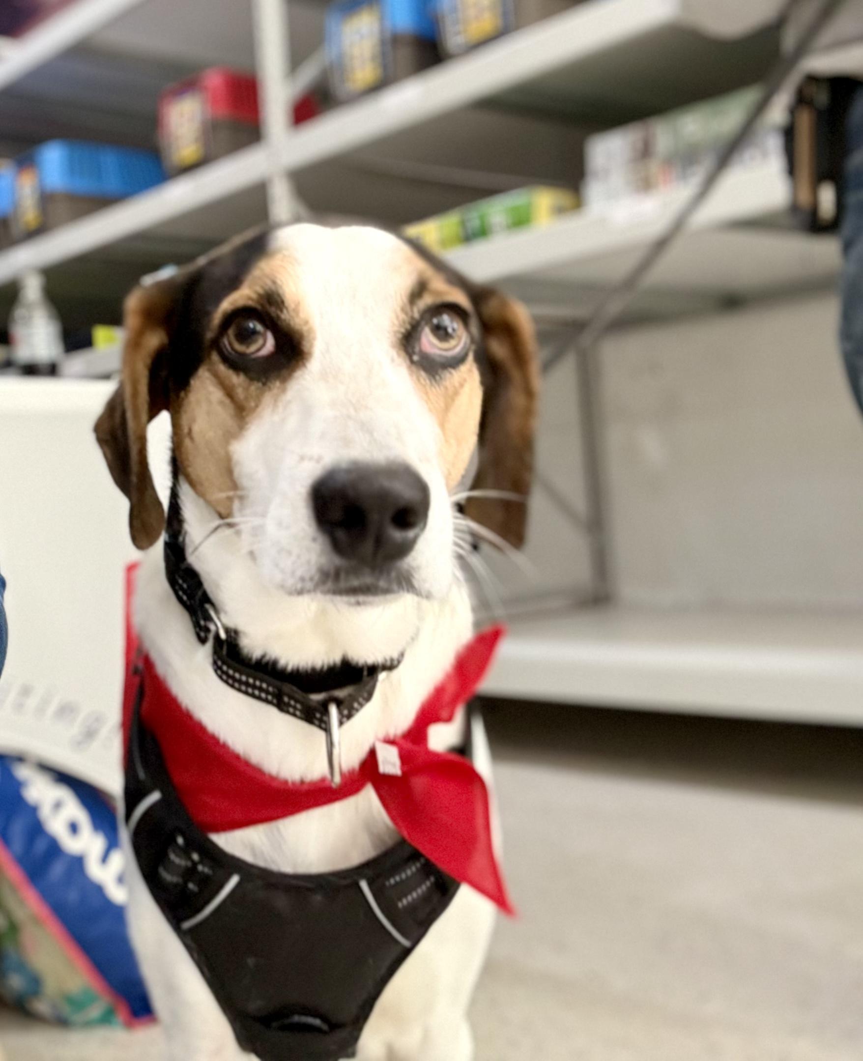 Kobe in Maine, a Adoptable mixed breed in Limerick, ME image 2/6