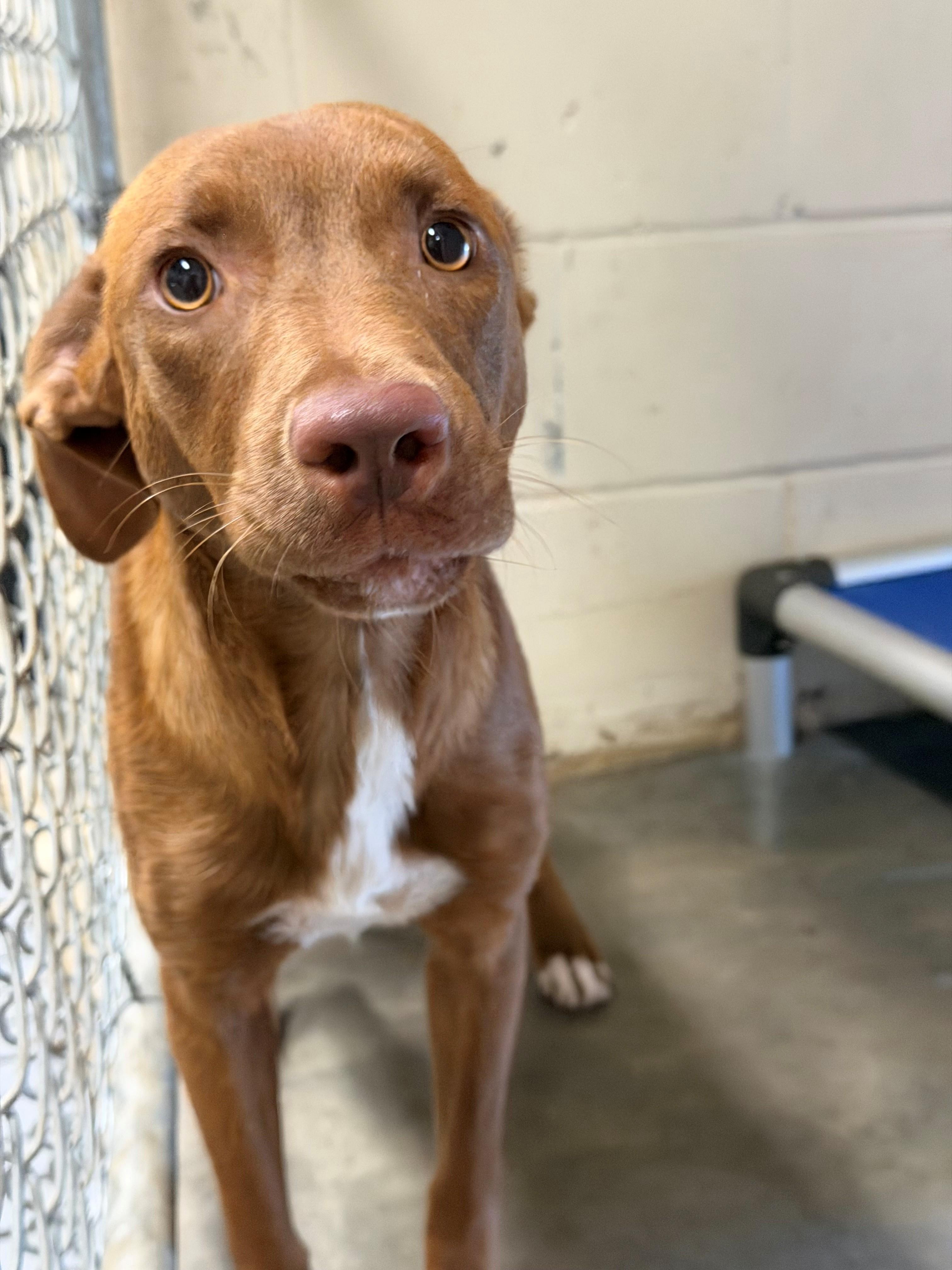 Luna, adoptable, Young Female Shepherd & German Shorthaired Pointer.