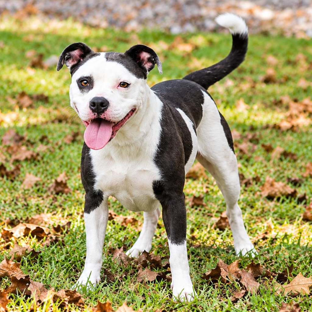 Enlarge Jazzy, a Adoptable mixed breed in Brattleboro, VT image 2/3