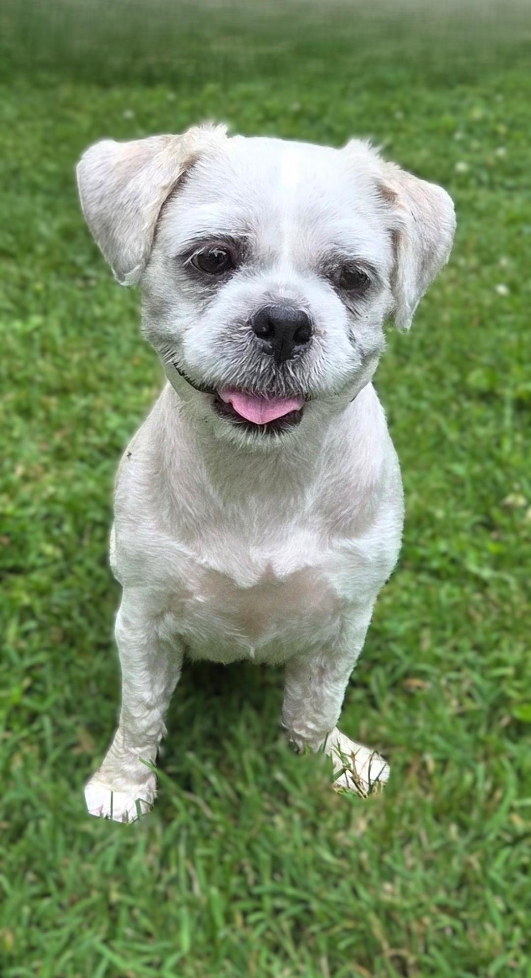Enlarge Mattie, a ADOPTABLE mixed breed in Bridgeton, MO image 6/6