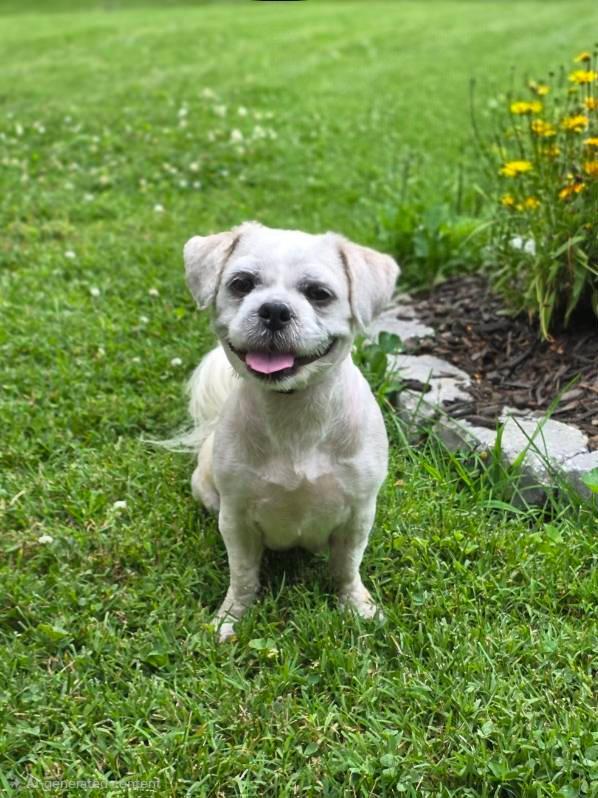 Enlarge Mattie, a ADOPTABLE mixed breed in Bridgeton, MO image 5/6