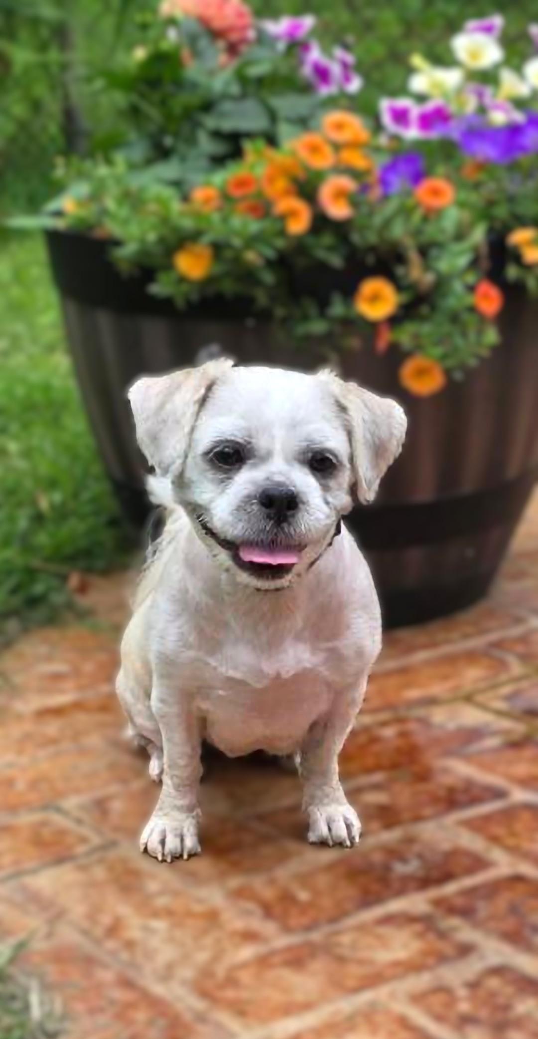Enlarge Mattie, a ADOPTABLE mixed breed in Bridgeton, MO image 2/6
