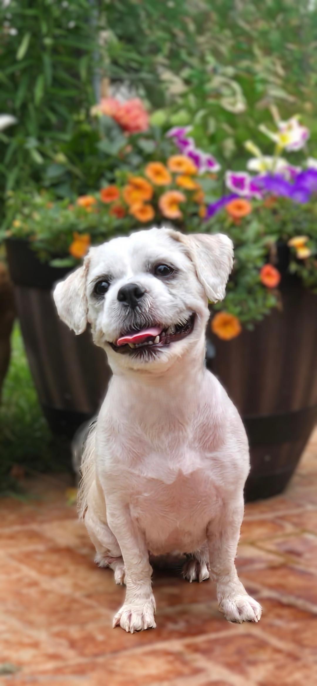 Enlarge Mattie, a ADOPTABLE mixed breed in Bridgeton, MO image 3/6