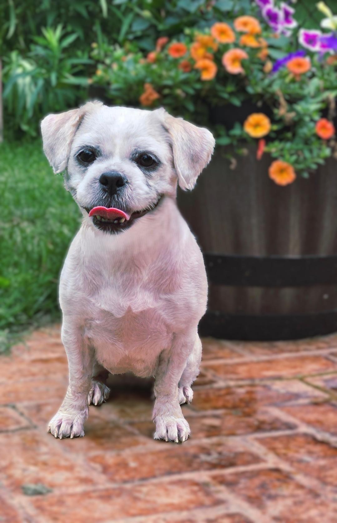Mattie, ADOPTABLE, Young Female Shih Tzu & Lhasa Apso.