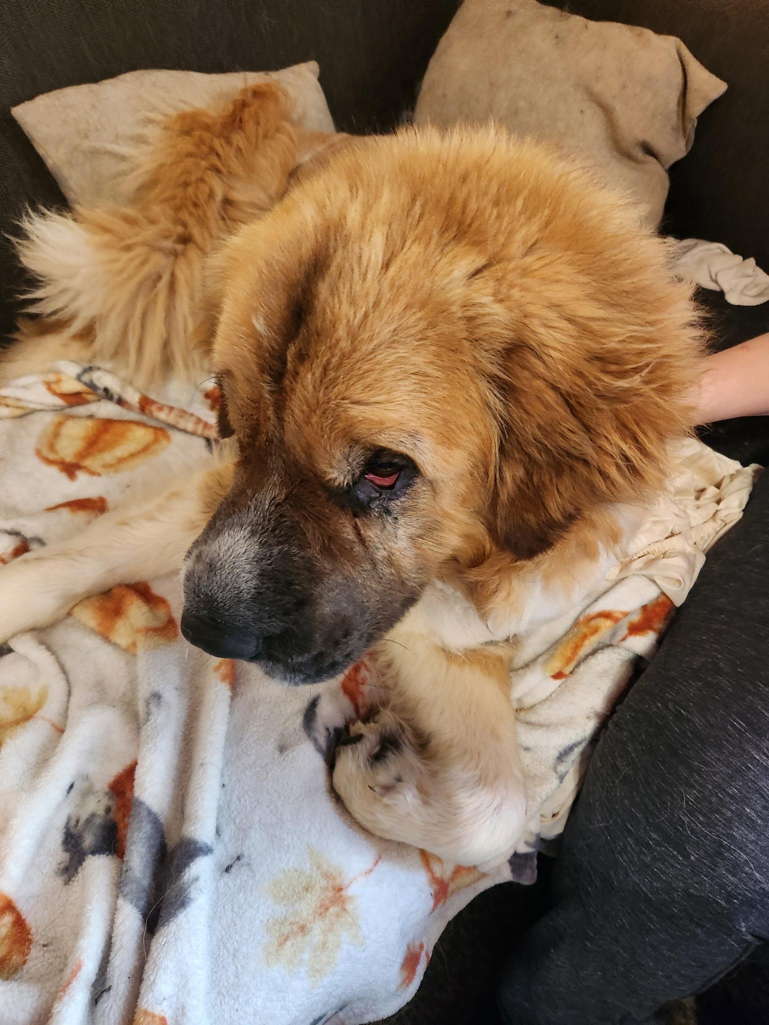 Enlarge OSO, an adoptable mixed breed in Hindsboro, IL image 2/4