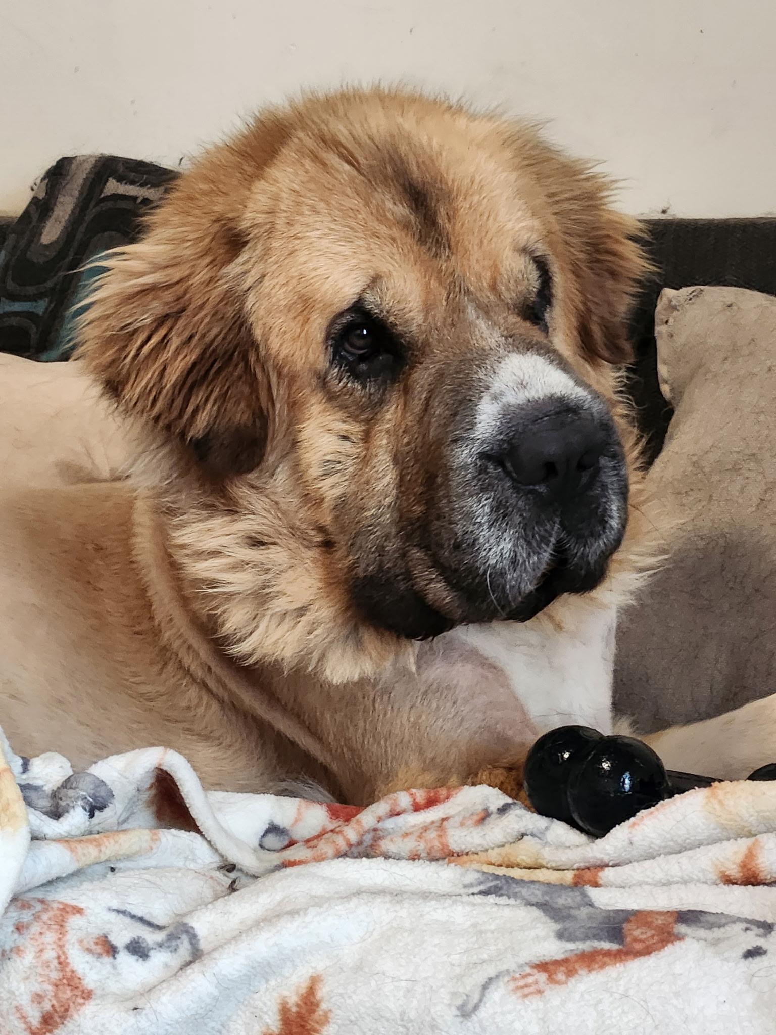 Enlarge OSO, an adoptable mixed breed in Hindsboro, IL image 1/4