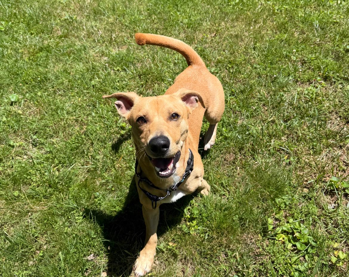 Albert, a ADOPTABLE Mixed Breed in Columbia, MD image 3/5