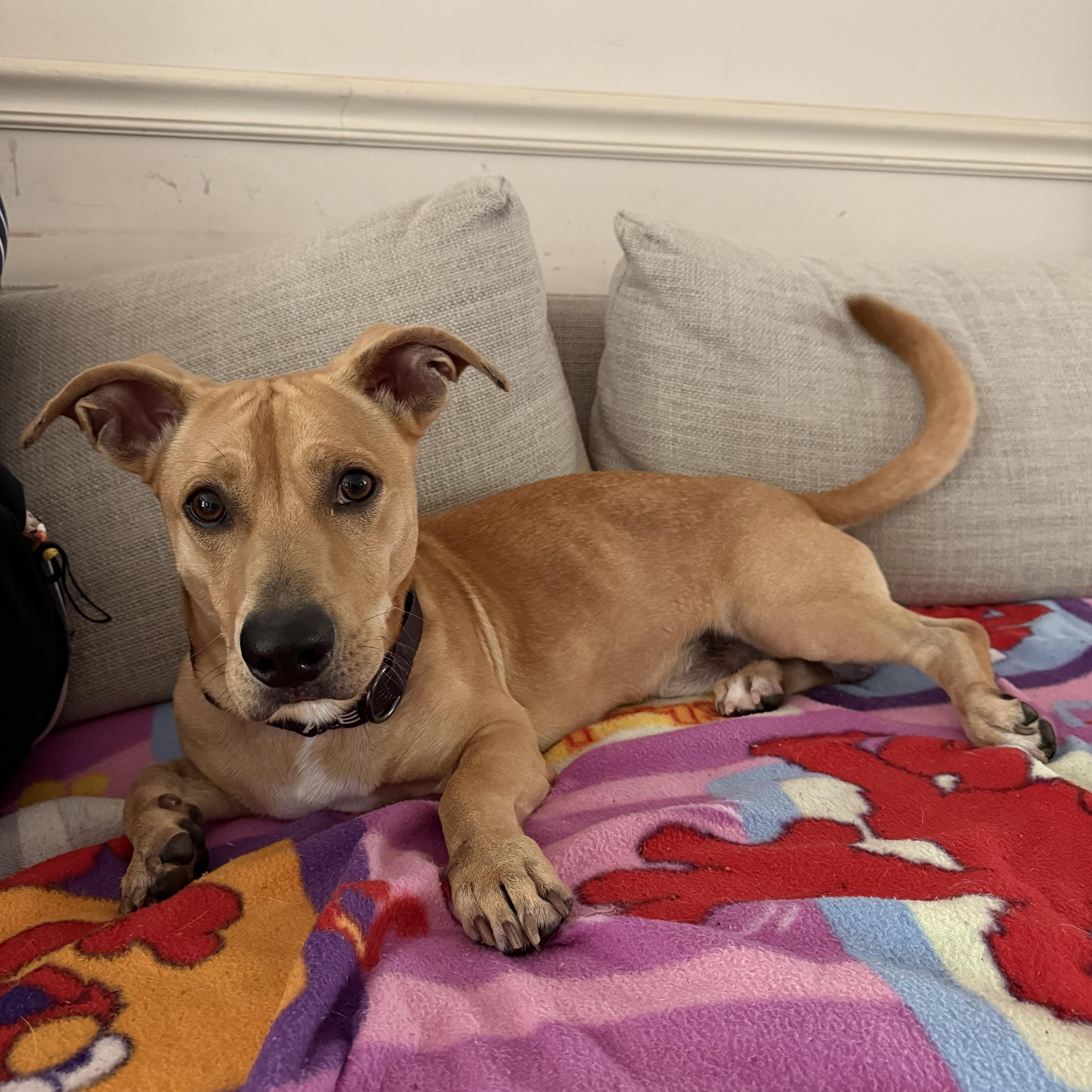 Albert, ADOPTABLE, Young Male Mixed Breed.