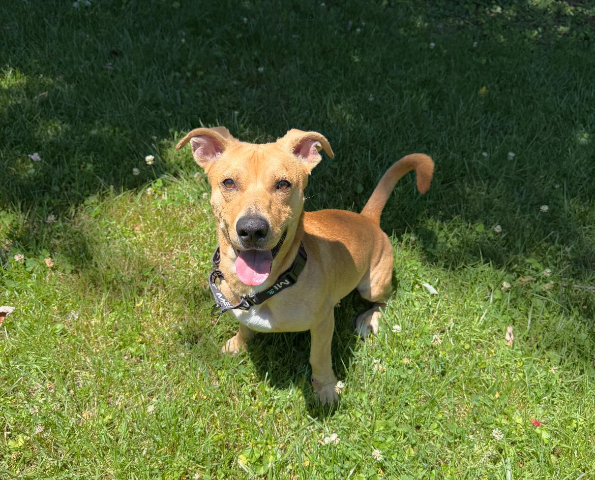 Albert, a ADOPTABLE Mixed Breed in Columbia, MD image 4/5