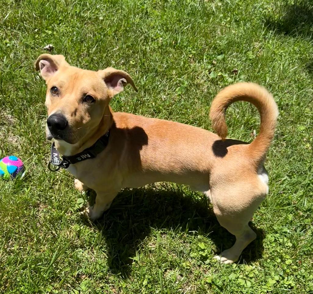 Albert, a ADOPTABLE Mixed Breed in Columbia, MD image 2/5