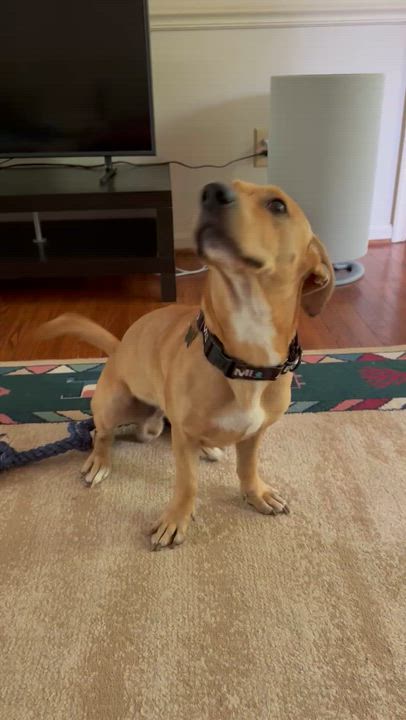 Enlarge Albert, a ADOPTABLE Mixed Breed in Columbia, MD video 5/5