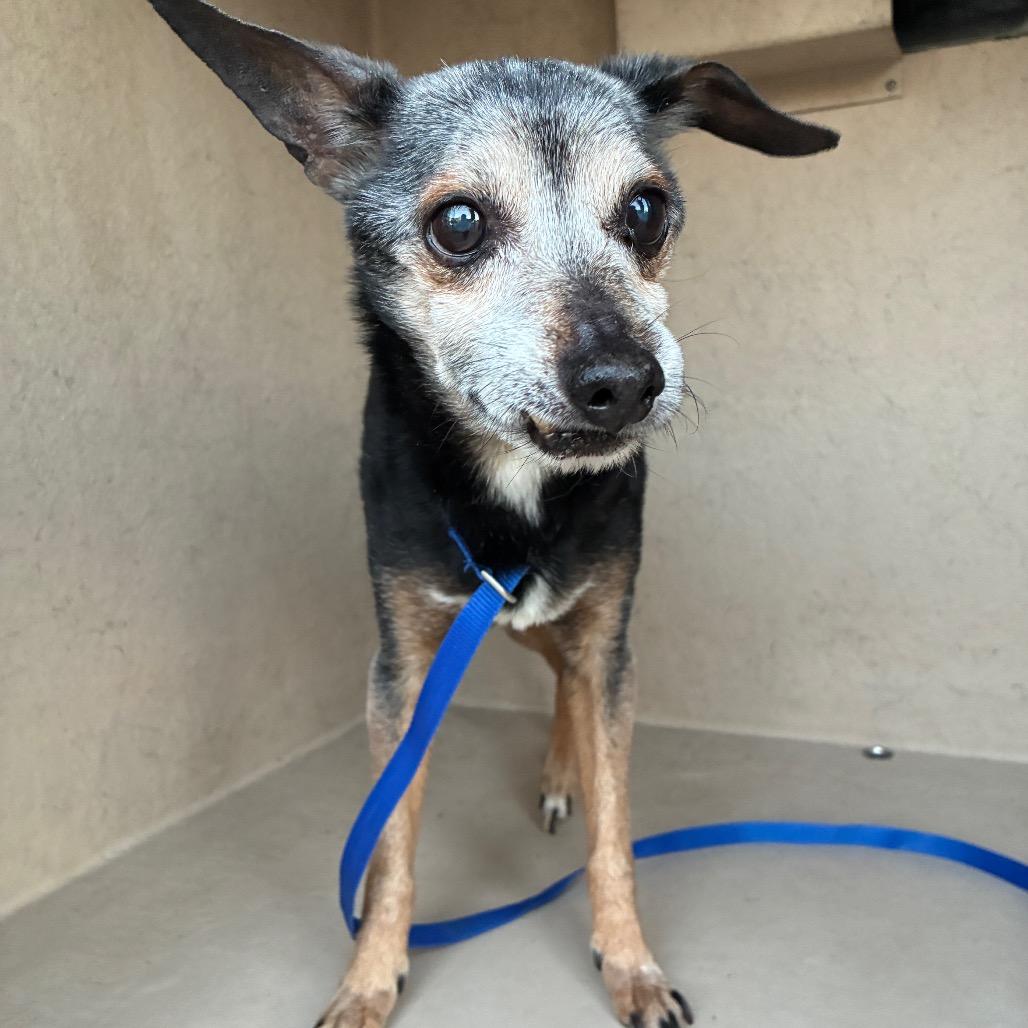 Stray male Chihuahua on Lost Trail/ Stagecoach Dr