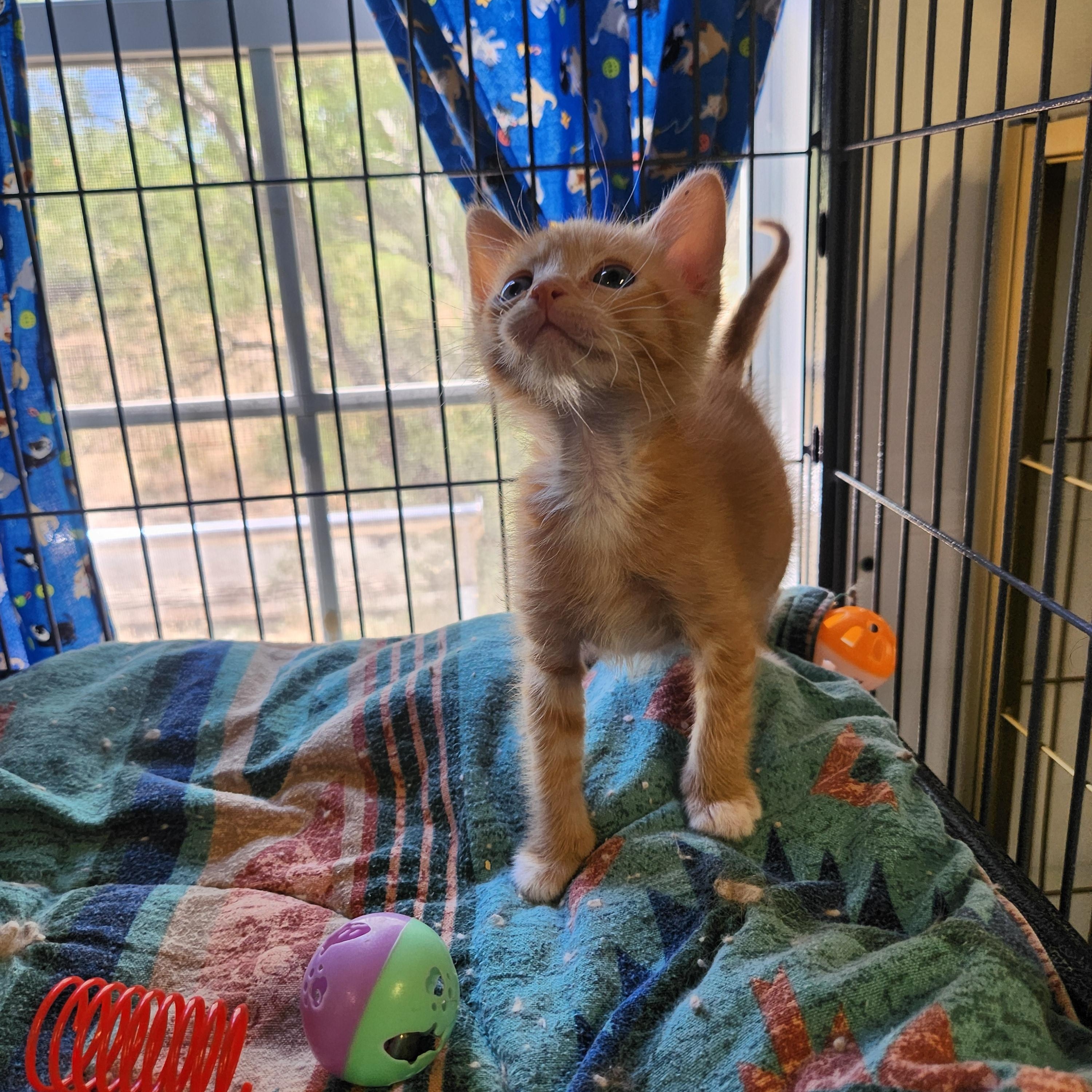 Rusty, a ADOPTABLE Domestic Short Hair in Yarnell, AZ image 2/3
