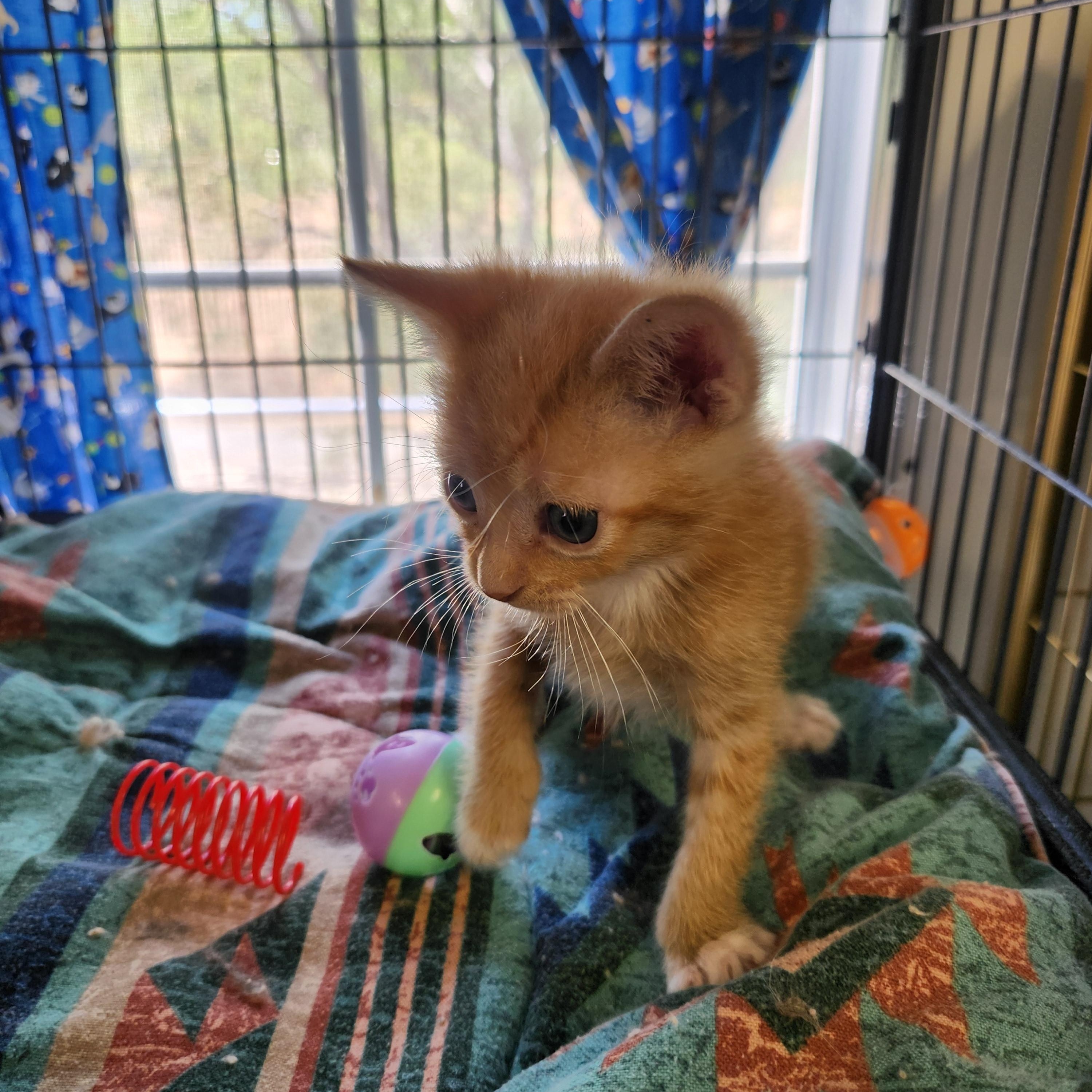 Rusty, a ADOPTABLE Domestic Short Hair in Yarnell, AZ image 3/3