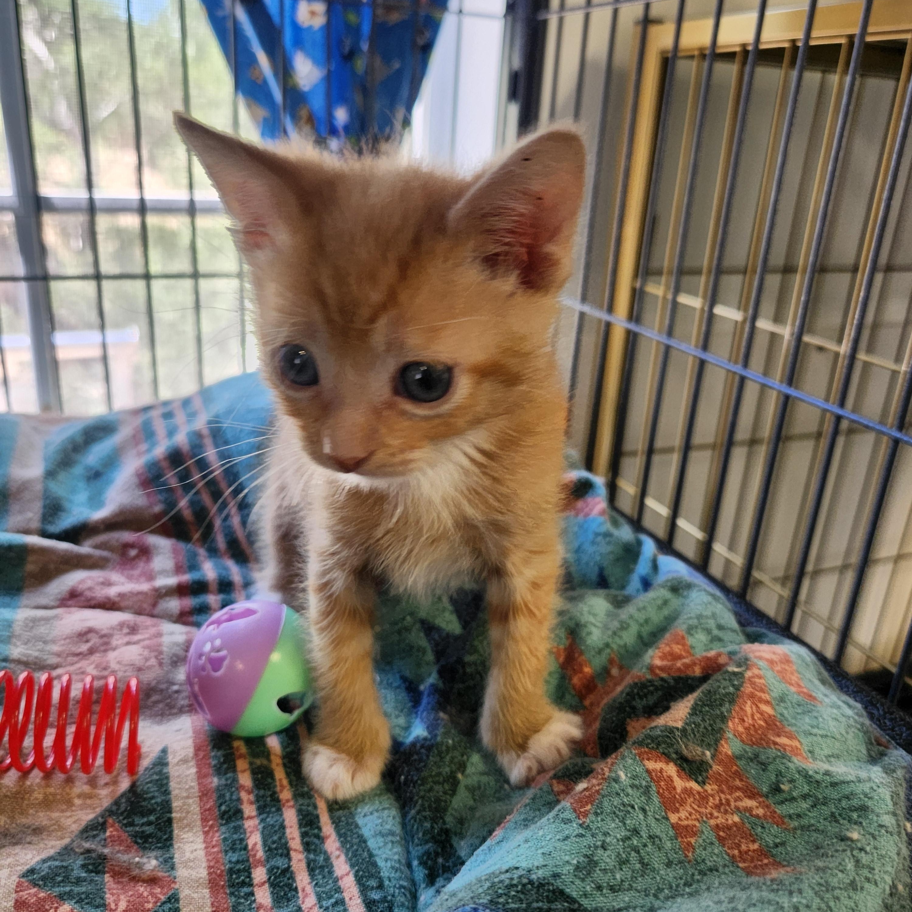 Rusty, a ADOPTABLE Domestic Short Hair in Yarnell, AZ image 1/3