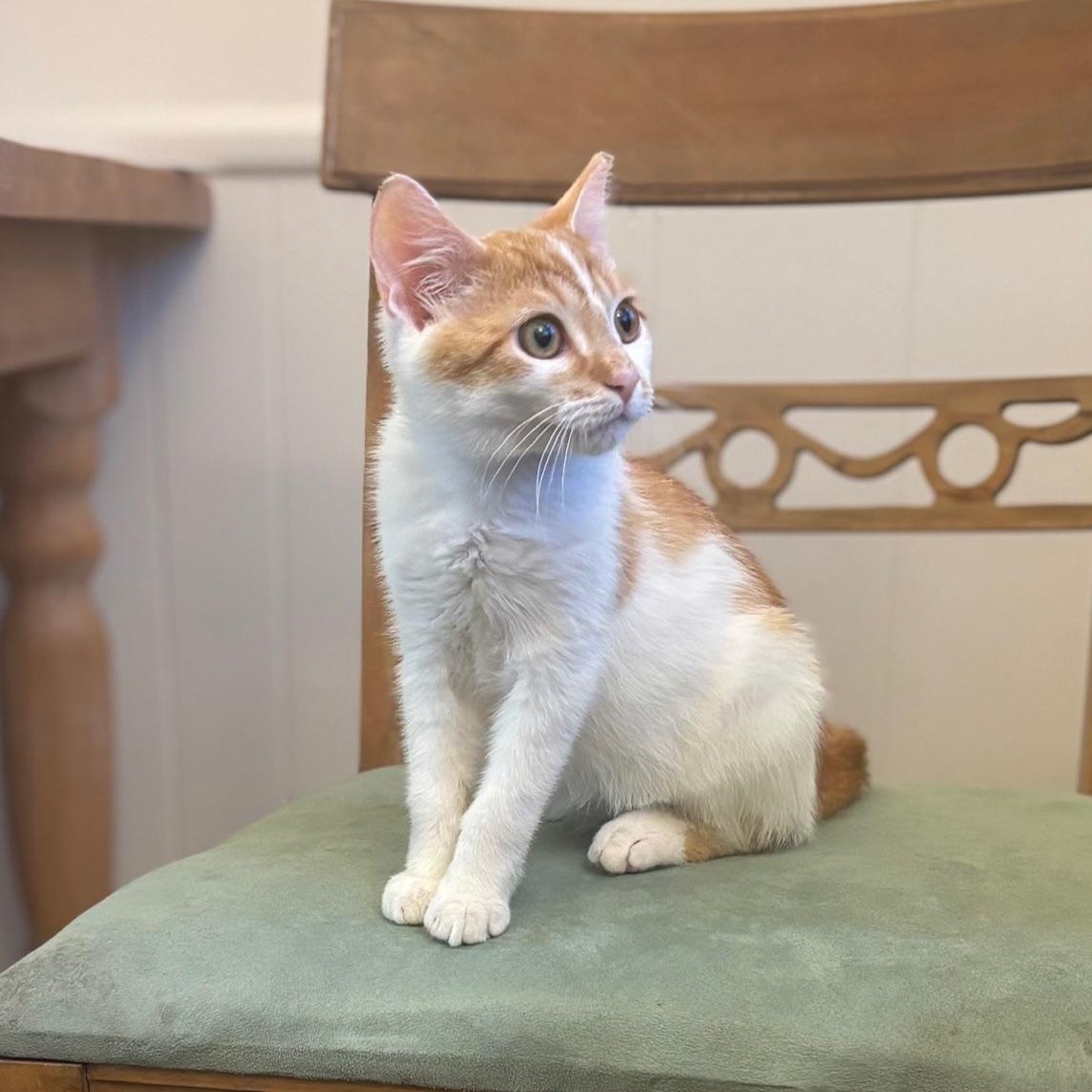 Franklin thumbnail 2