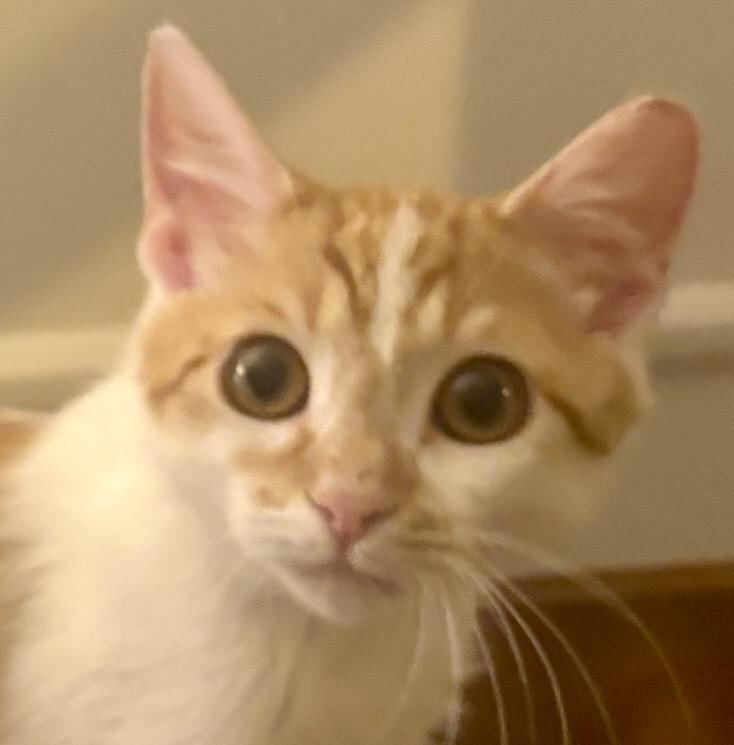 Franklin thumbnail 3