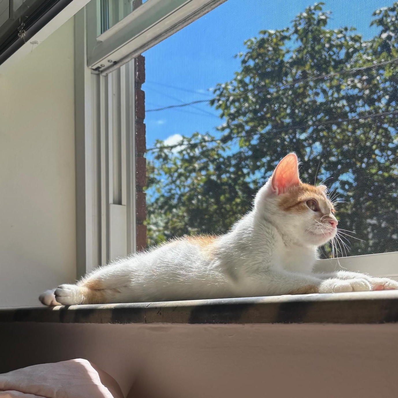 Franklin thumbnail 4