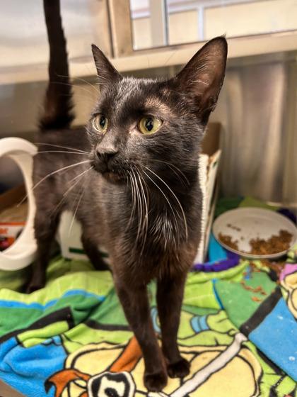 Enlarge Lady Bird, a Adoptable mixed breed in Detroit, MI image 1/3