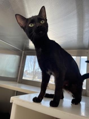 Enlarge Lady Bird, a Adoptable mixed breed in Detroit, MI image 2/3