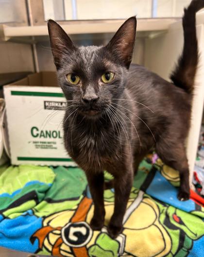 Enlarge Lady Bird, a Adoptable mixed breed in Detroit, MI image 3/3