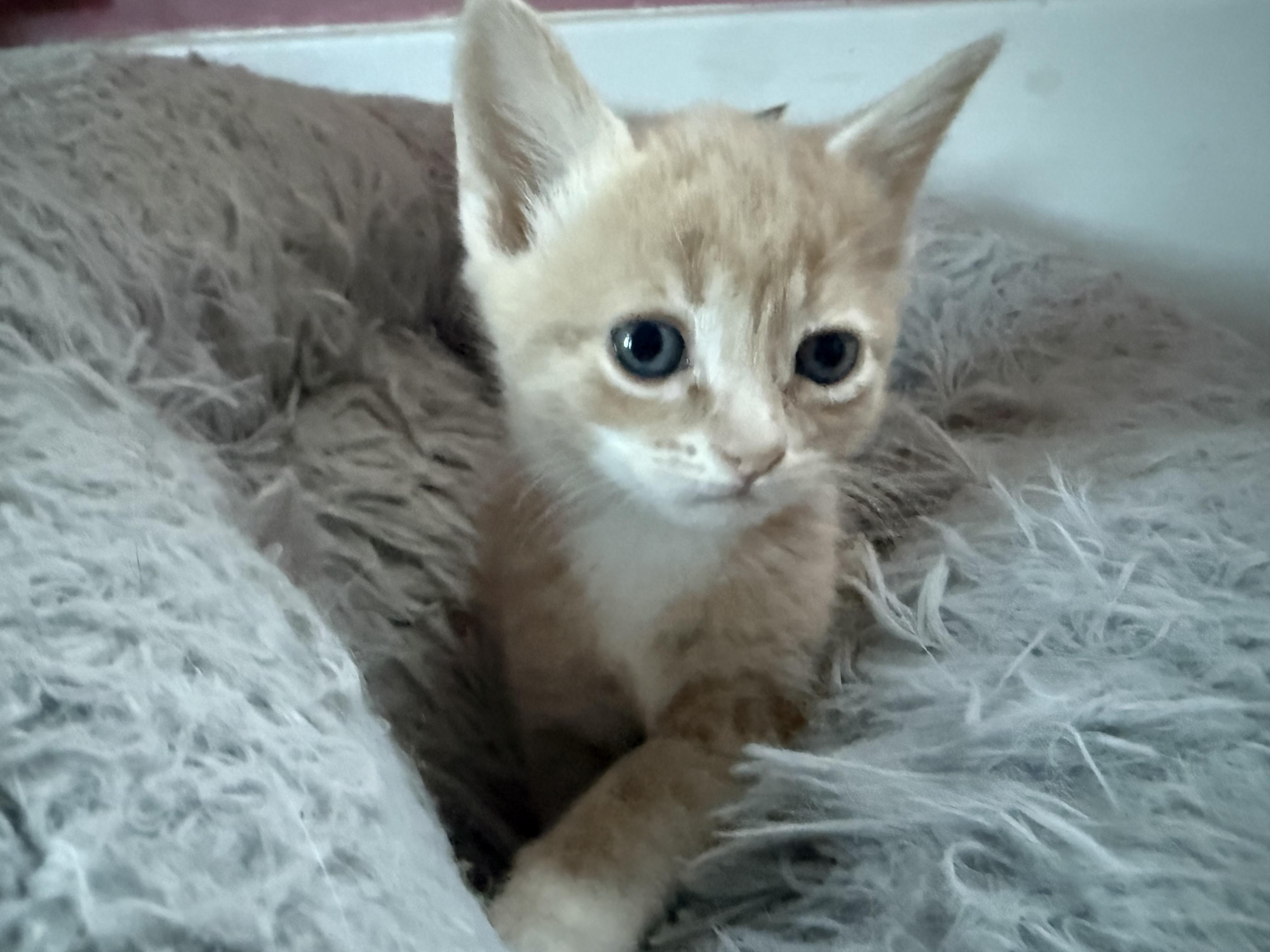 Beignets, Adoptable, Kitten Male Domestic Short Hair.