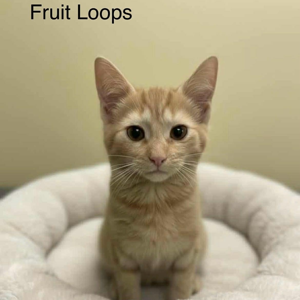 Fruit Loops ~ Adopted 2/21/26, adopted, Kitten Female Tabby.