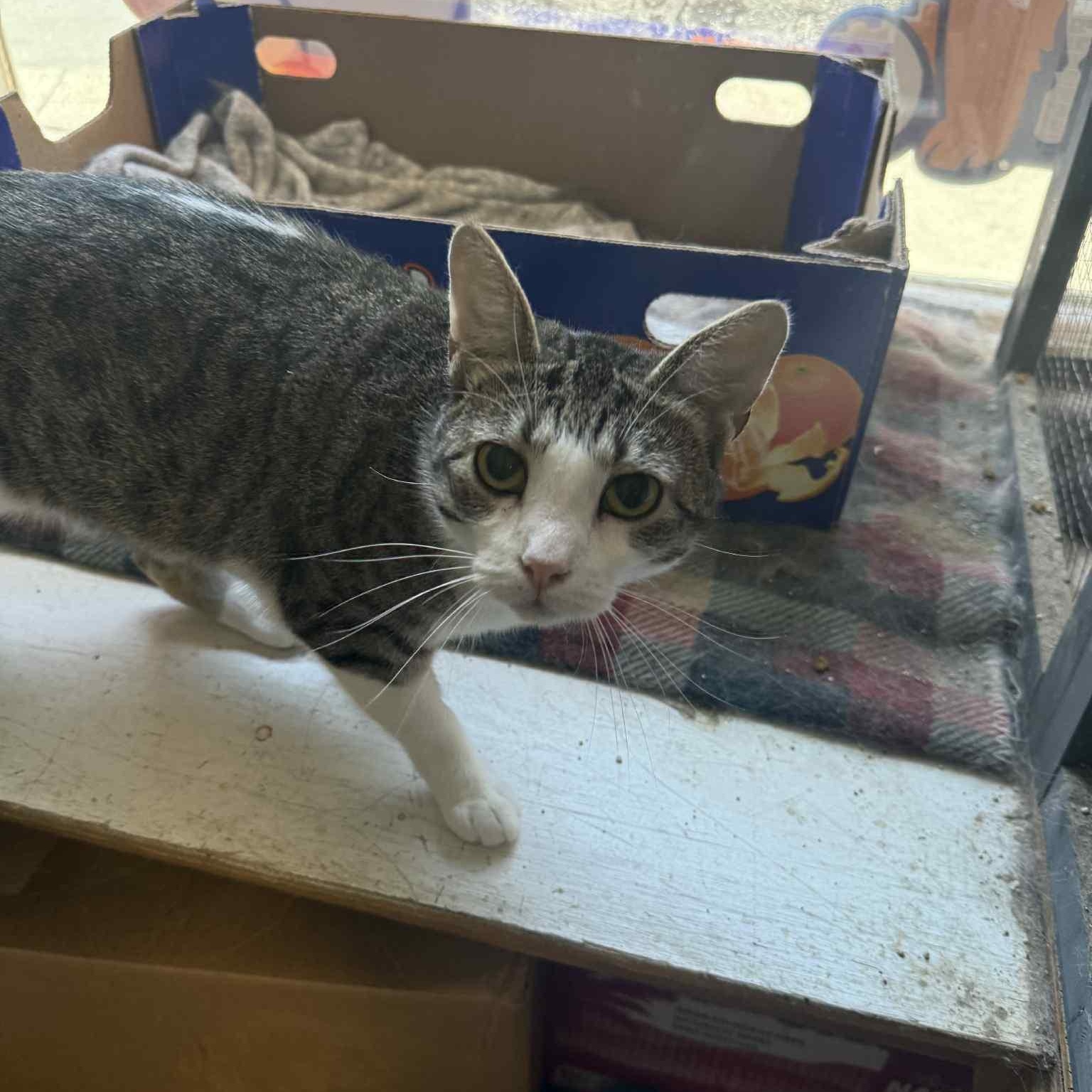 Jacquie, Adoptable, Adult Female Tabby & Domestic Short Hair.
