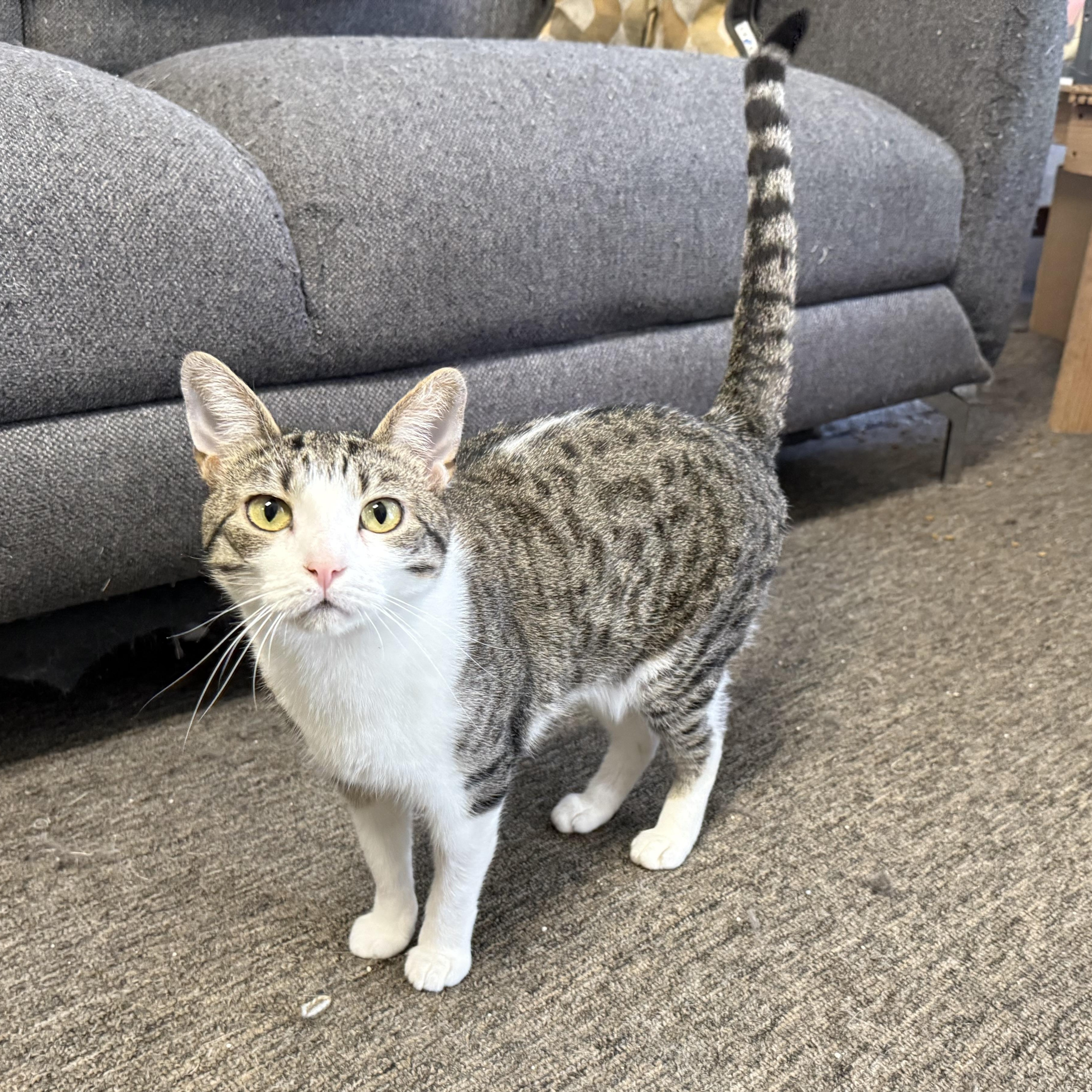 Enlarge Jacquie, a Adoptable mixed breed in Antioch, CA image 2/5