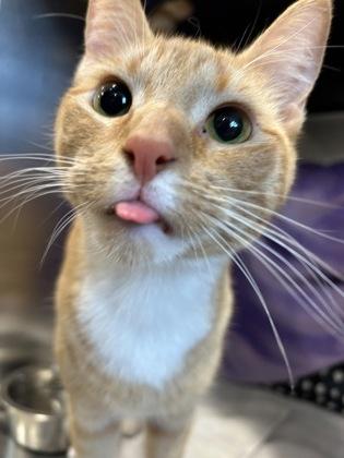 Creamsicle, a Adoptable mixed breed in Scotia, NY image 1/3